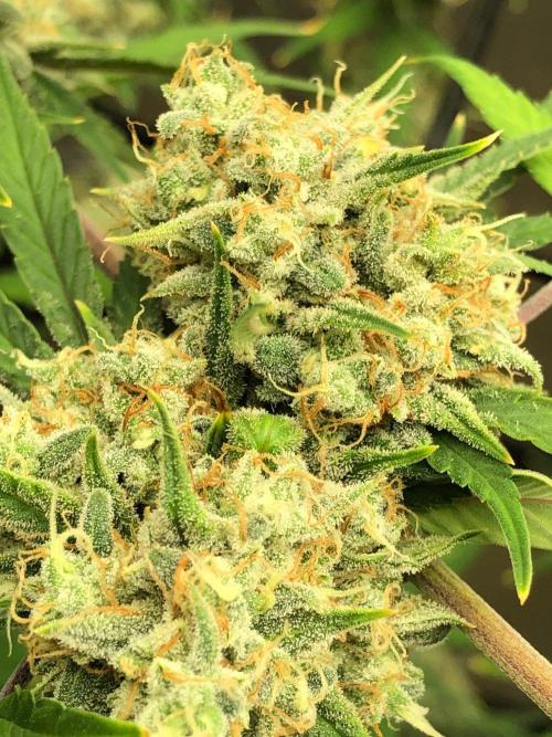 Acapulco Gold (auto) SeedSupreme Indoor. Week 12