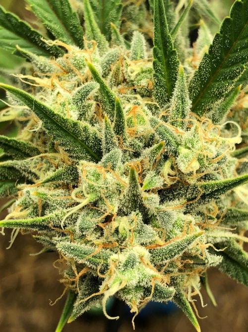 Acapulco Gold (auto) SeedSupreme Indoor. Week 12