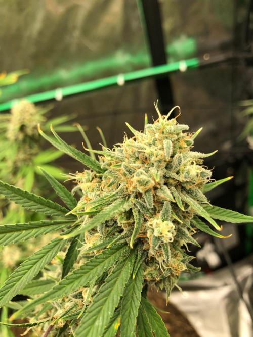 Acapulco Gold (auto) SeedSupreme Indoor. Week 12