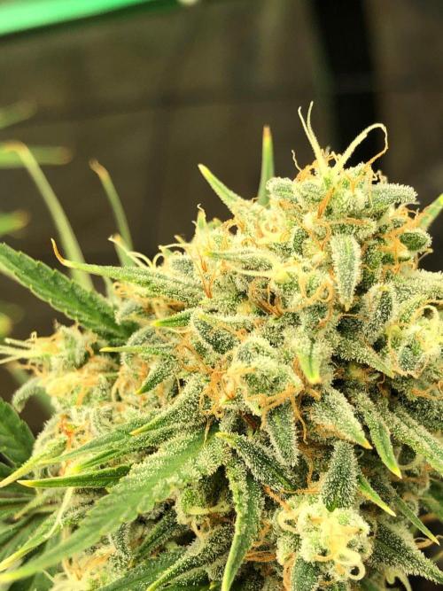 Acapulco Gold (auto) SeedSupreme Indoor. Week 12