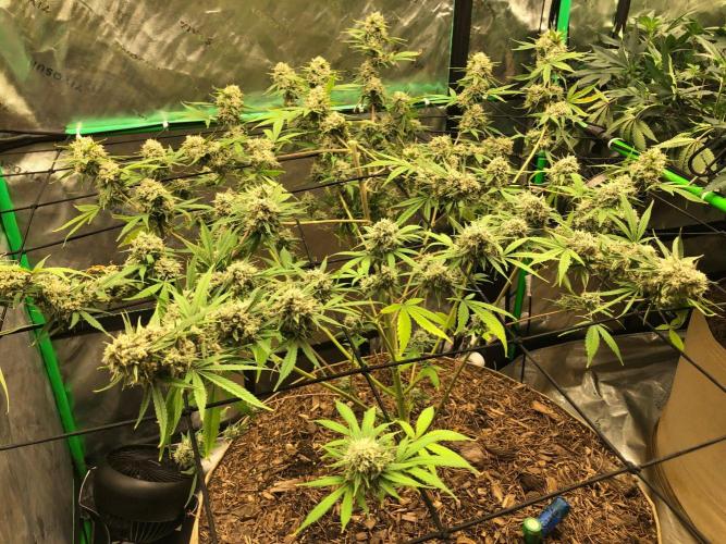 Acapulco Gold (auto) SeedSupreme Indoor. Week 12