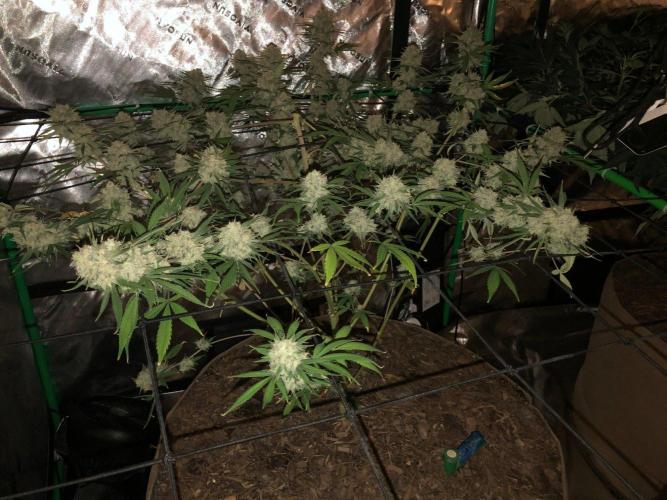 Acapulco Gold (auto) SeedSupreme Indoor. Week 12