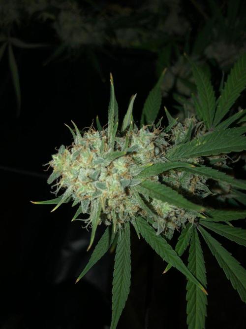 Acapulco Gold (auto) SeedSupreme Indoor. Week 12