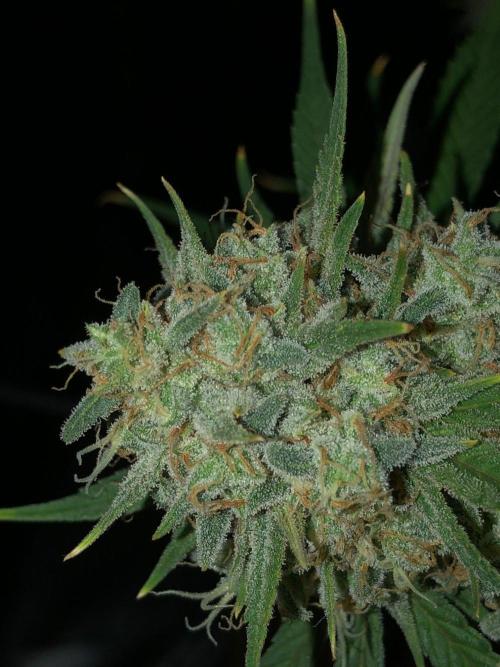 Acapulco Gold (auto) SeedSupreme Indoor. Week 12