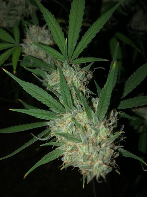 Acapulco Gold (auto) SeedSupreme Indoor. Week 12