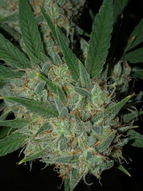 Acapulco Gold (auto) SeedSupreme Indoor. Week 12