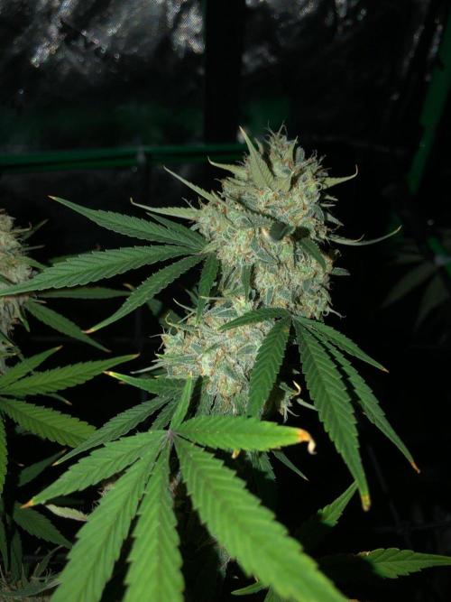 Acapulco Gold (auto) SeedSupreme Indoor. Week 12