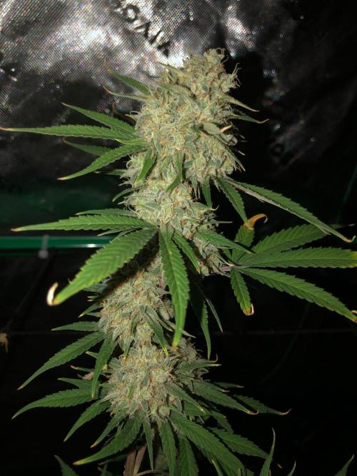 Acapulco Gold (auto) SeedSupreme Indoor. Week 12