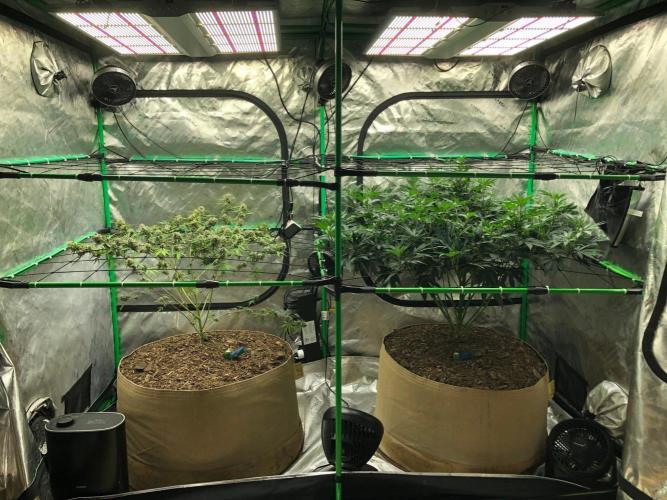 Mexican Sativa Kannabaia Indoor Summer. Week 12