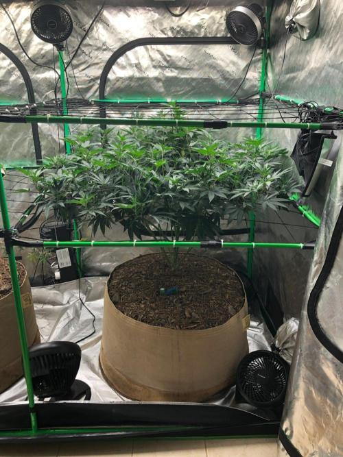Mexican Sativa Kannabaia Indoor Summer. Week 12