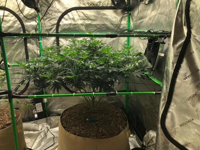 Mexican Sativa Kannabaia Indoor Summer. Week 12