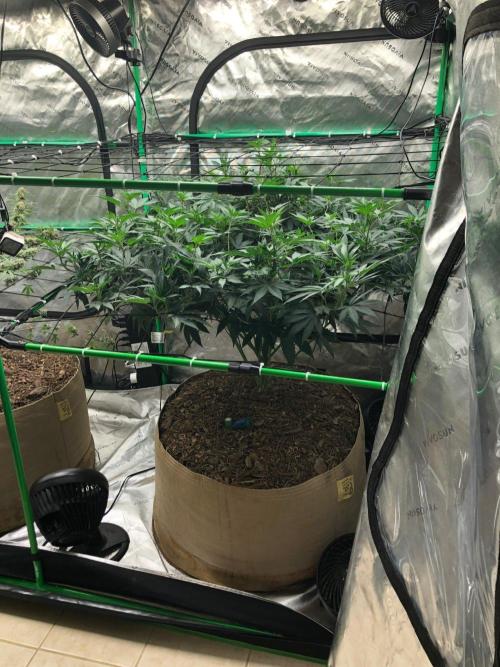 Mexican Sativa Kannabaia Indoor Summer. Week 12