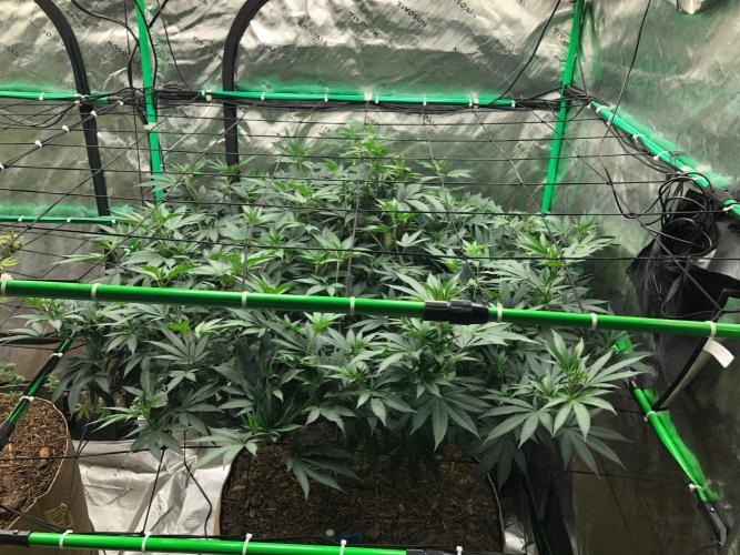 Mexican Sativa Kannabaia Indoor Summer. Week 12