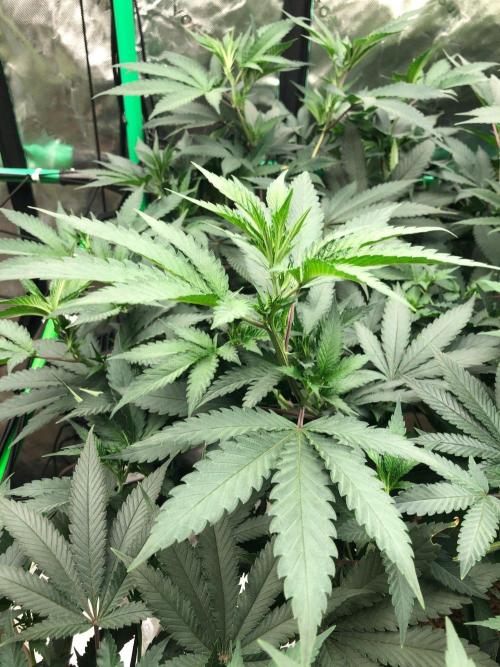 Mexican Sativa Kannabaia Indoor Summer. Week 12
