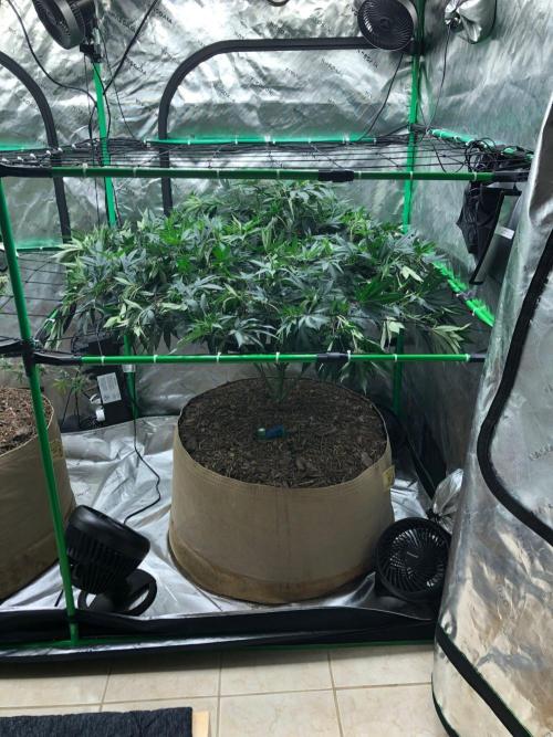 Mexican Sativa Kannabaia Indoor Summer. Week 12