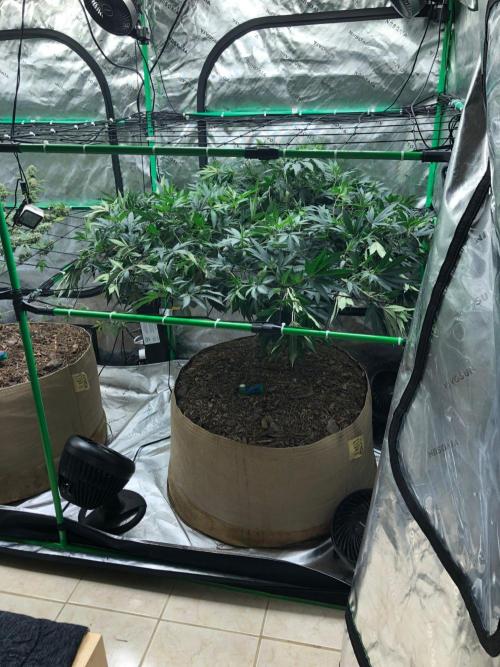 Mexican Sativa Kannabaia Indoor Summer. Week 12