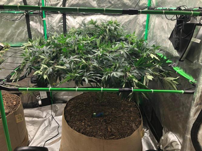 Mexican Sativa Kannabaia Indoor Summer. Week 12