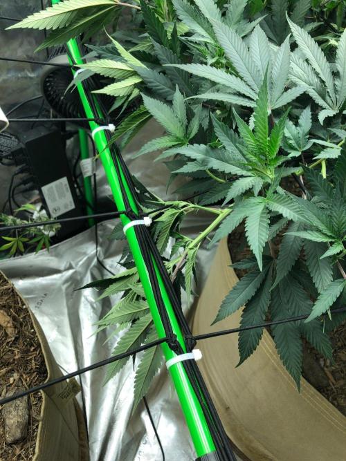 Mexican Sativa Kannabaia Indoor Summer. Week 12