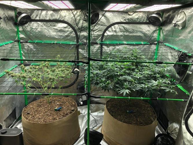 Mexican Sativa Kannabaia Indoor Summer. Week 12