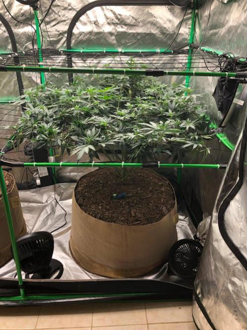 Mexican Sativa Kannabaia Indoor Summer. Week 12