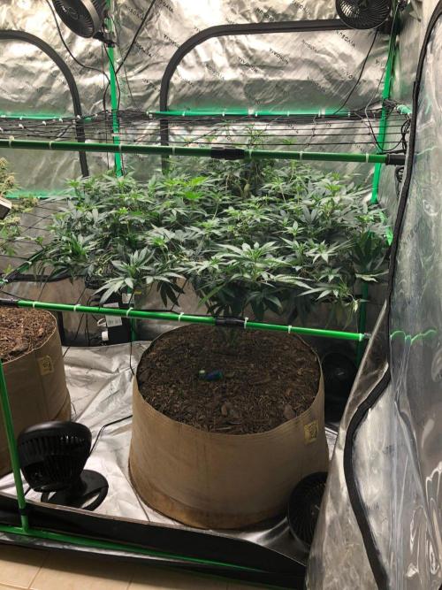 Mexican Sativa Kannabaia Indoor Summer. Week 12