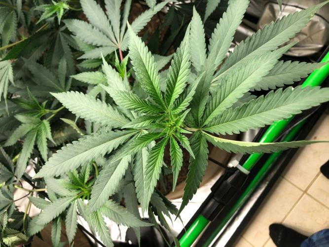 Mexican Sativa Kannabaia Indoor Summer. Week 12