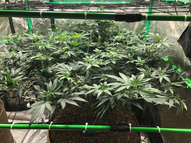 Mexican Sativa Kannabaia Indoor Summer. Week 12
