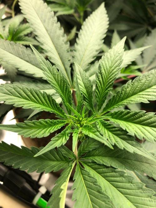 Mexican Sativa Kannabaia Indoor Summer. Week 12