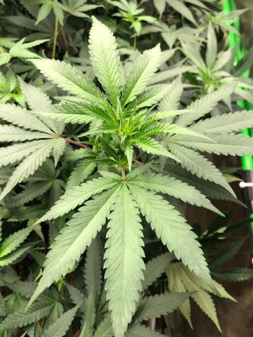 Mexican Sativa Kannabaia Indoor Summer. Week 12