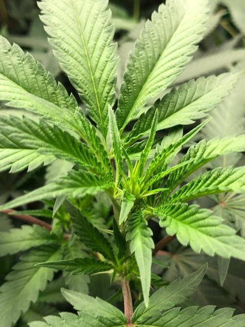 Mexican Sativa Kannabaia Indoor Summer. Week 12