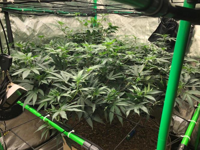 Mexican Sativa Kannabaia Indoor Summer. Week 12