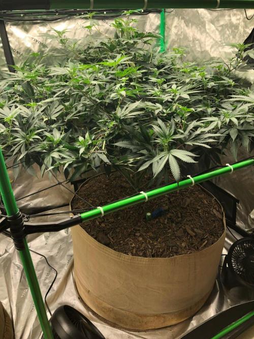 Mexican Sativa Kannabaia Indoor Summer. Week 12