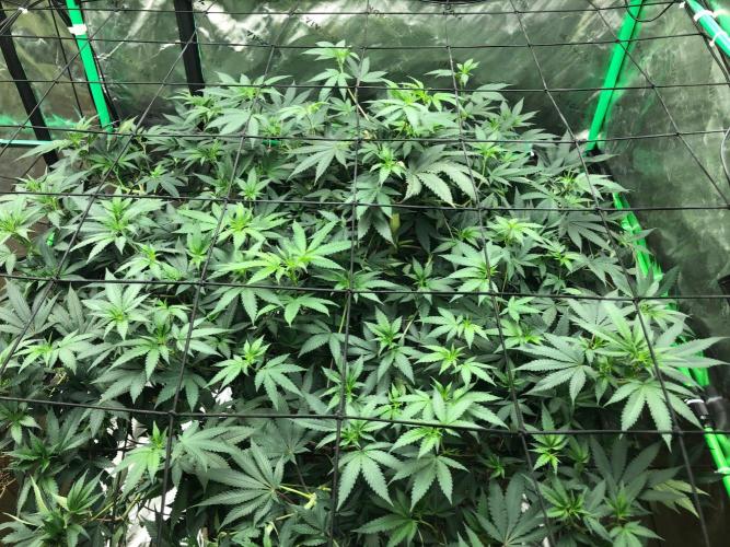 Mexican Sativa Kannabaia Indoor Summer. Week 12