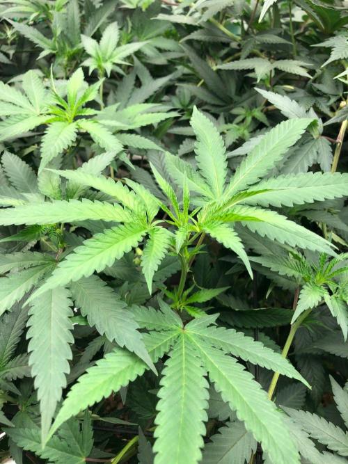 Mexican Sativa Kannabaia Indoor Summer. Week 12