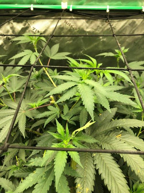 Mexican Sativa Kannabaia Indoor Summer. Week 12
