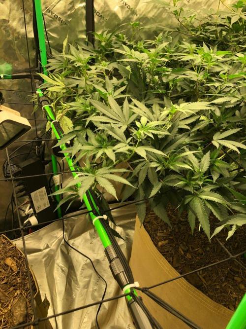 Mexican Sativa Kannabaia Indoor Summer. Week 12