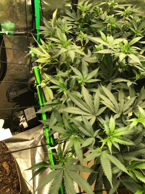 Mexican Sativa Kannabaia Indoor Summer. Week 12