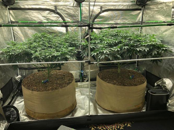 Silver Widow Kannabaia Indoor Summer. Week 12