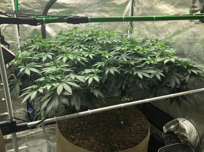 Silver Widow Kannabaia Indoor Summer. Week 12