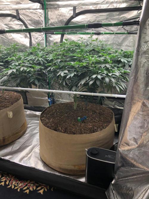 Silver Widow Kannabaia Indoor Summer. Week 12
