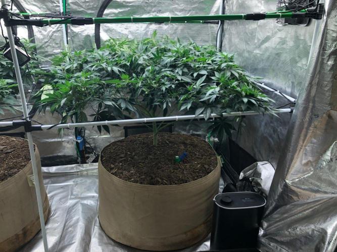 Silver Widow Kannabaia Indoor Summer. Week 12