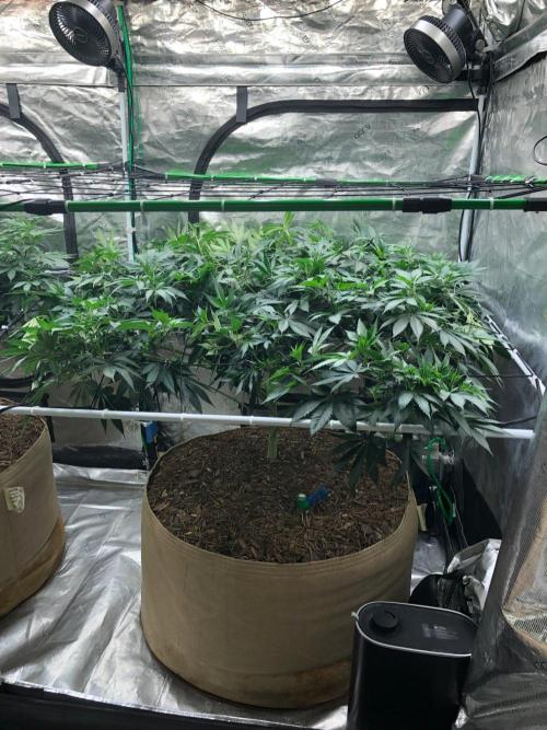 Silver Widow Kannabaia Indoor Summer. Week 12