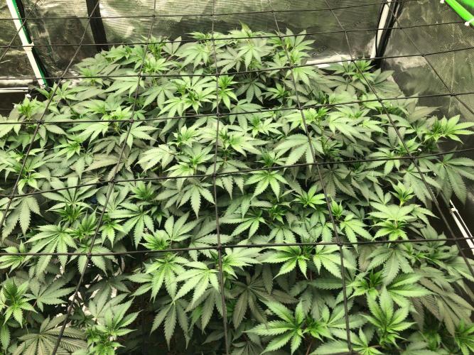 Silver Widow Kannabaia Indoor Summer. Week 12