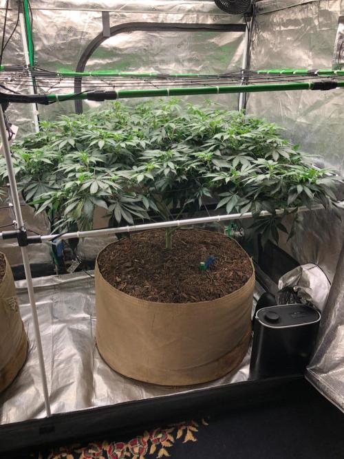 Silver Widow Kannabaia Indoor Summer. Week 12