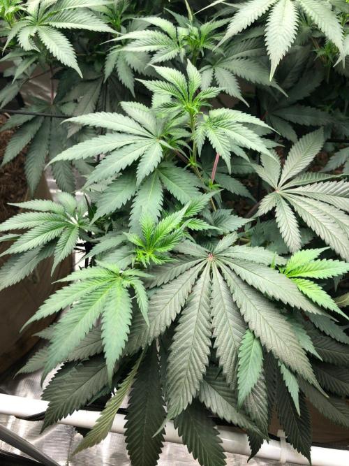 Silver Widow Kannabaia Indoor Summer. Week 12