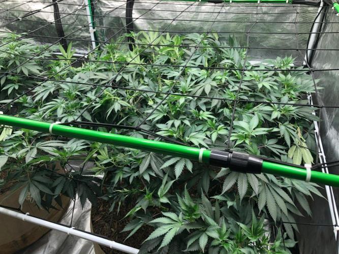 Silver Widow Kannabaia Indoor Summer. Week 12