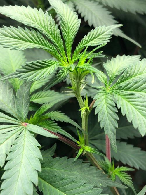 Silver Widow Kannabaia Indoor Summer. Week 12