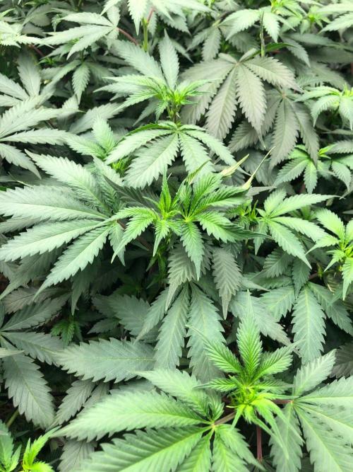 Silver Widow Kannabaia Indoor Summer. Week 12