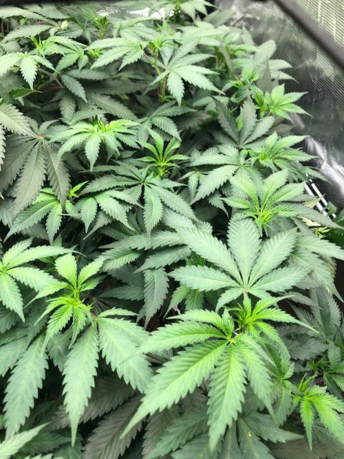 Silver Widow Kannabaia Indoor Summer. Week 12