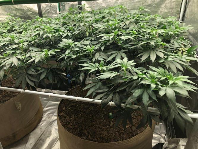 Silver Widow Kannabaia Indoor Summer. Week 12